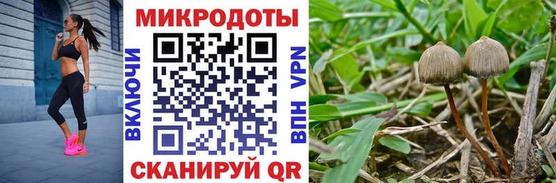 Купить где  Зубцов  Псилоцибиновые грибы Psilocybe 